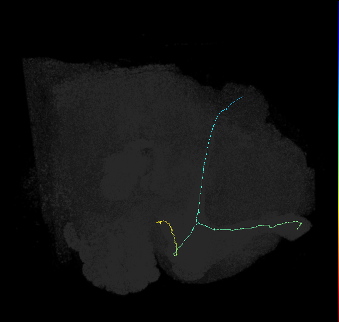 KCab-c_R (FlyEM-HB:847595624)