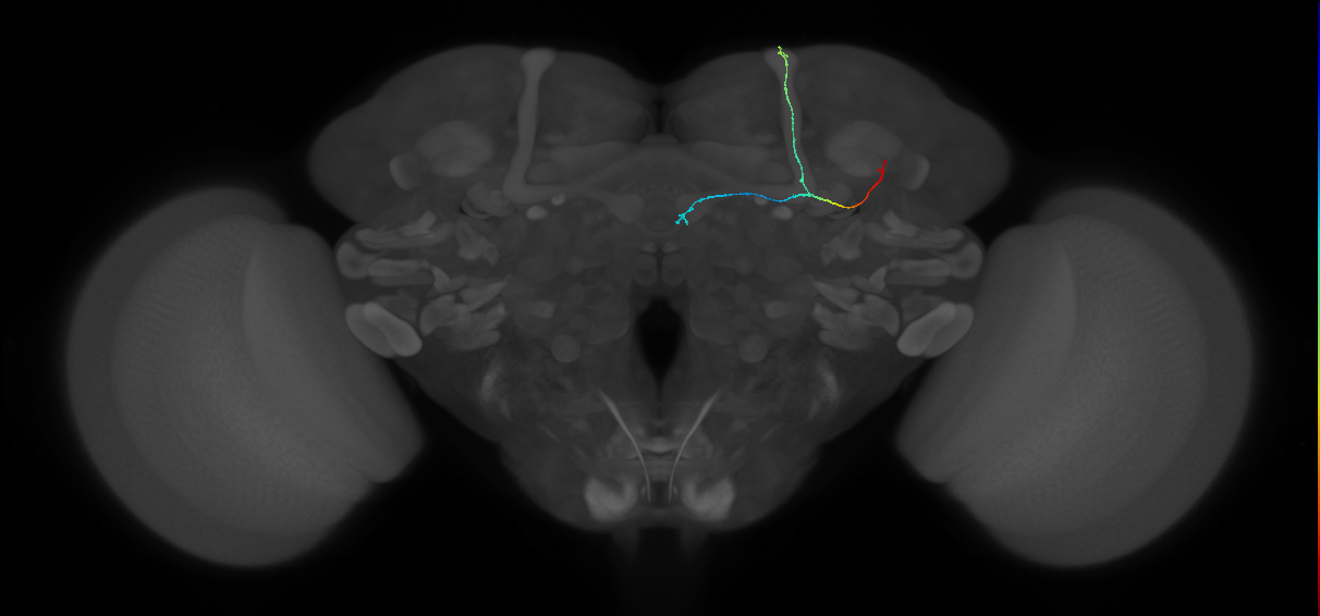 KCab-c_R (FlyEM-HB:798537580)