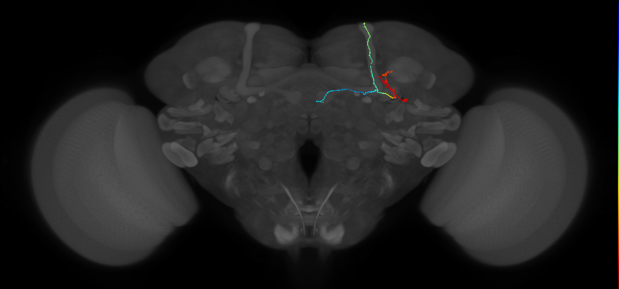 KCab-c_R (FlyEM-HB:818637585)