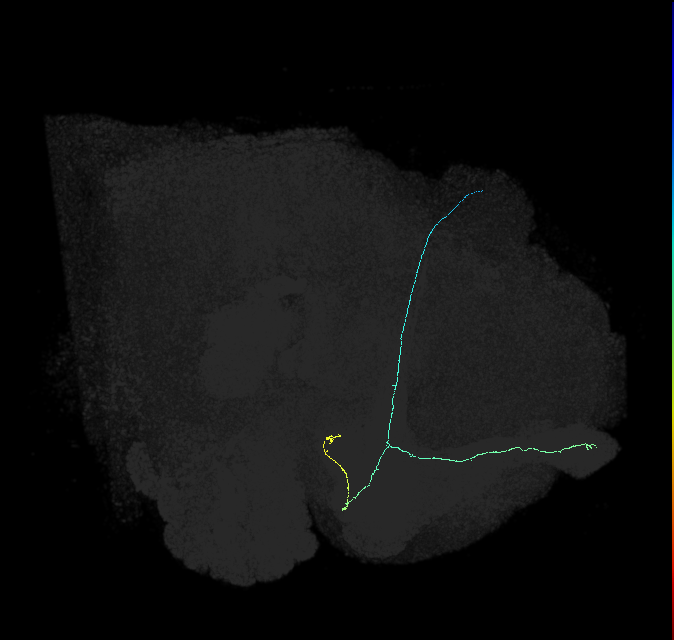 KCab-c_R (FlyEM-HB:5812983006)