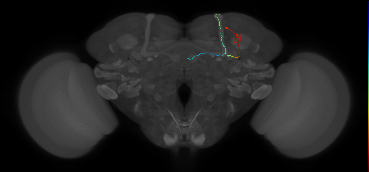 KCab-c_R (FlyEM-HB:477262101)