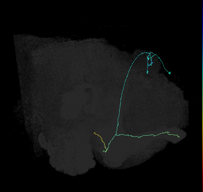 KCab-c_R (FlyEM-HB:5813021447)