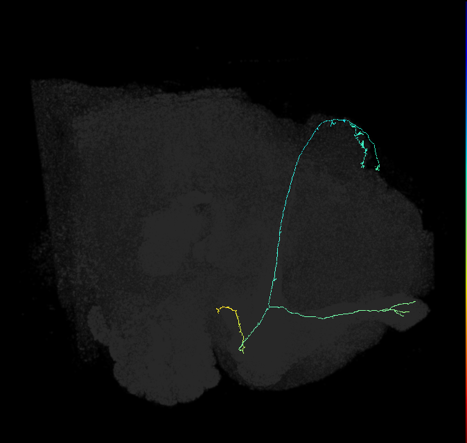 KCab-c_R (FlyEM-HB:923018247)