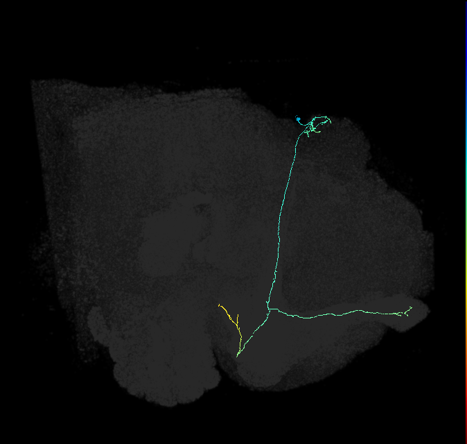 KCab-c_R (FlyEM-HB:798533259)