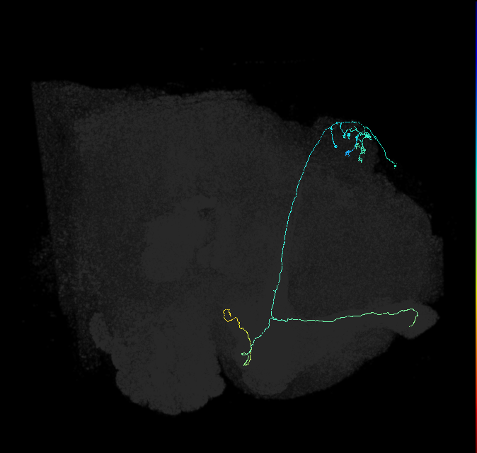 KCab-c_R (FlyEM-HB:5813096281)