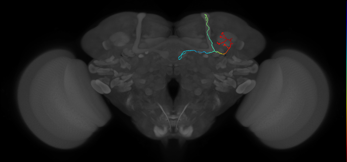KCab-c_R (FlyEM-HB:954053251)