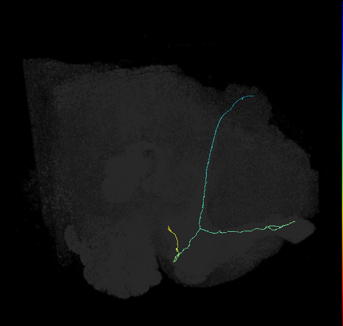 KCab-c_R (FlyEM-HB:1077851551)
