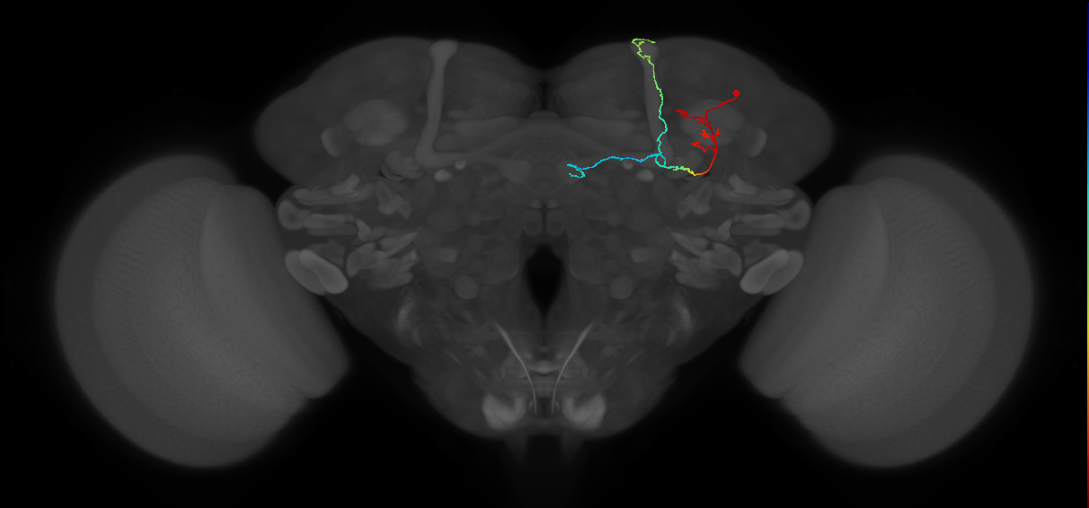 KCab-m_R (FlyEM-HB:331662668)