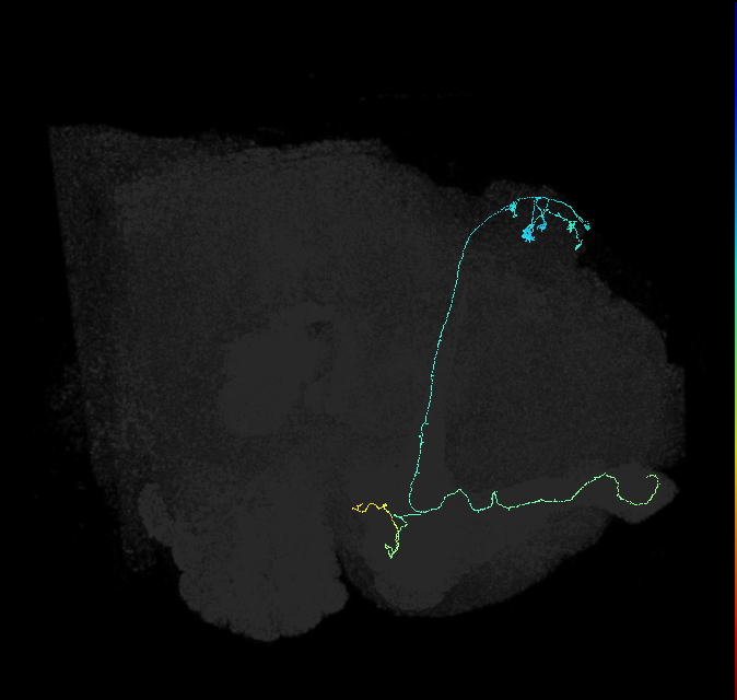 KCab-m_R (FlyEM-HB:1162063500)