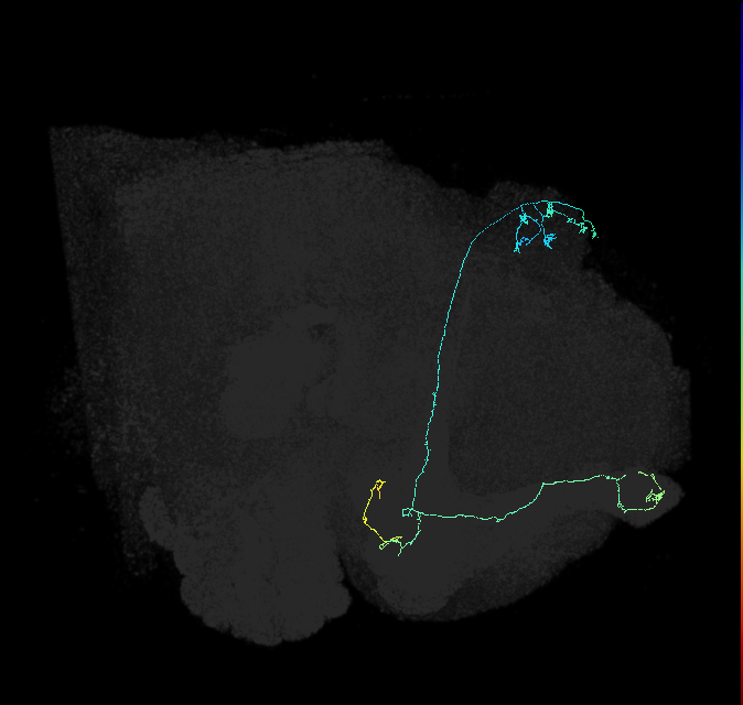 KCab-m_R (FlyEM-HB:5813058069)