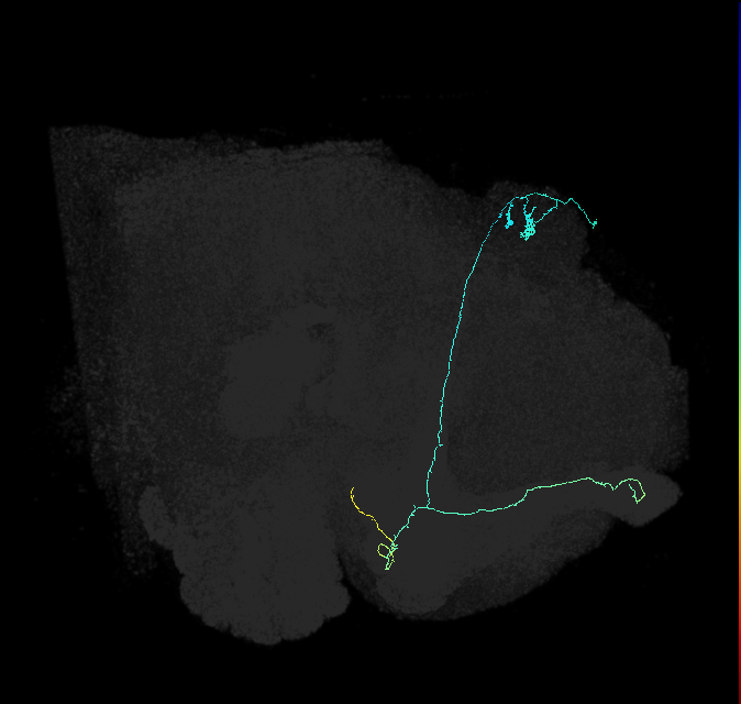 KCab-m_R (FlyEM-HB:5813021315)