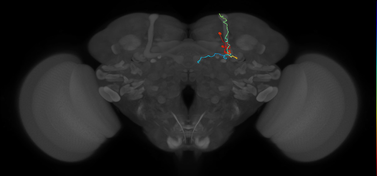 KCab-m_R (FlyEM-HB:908699052)