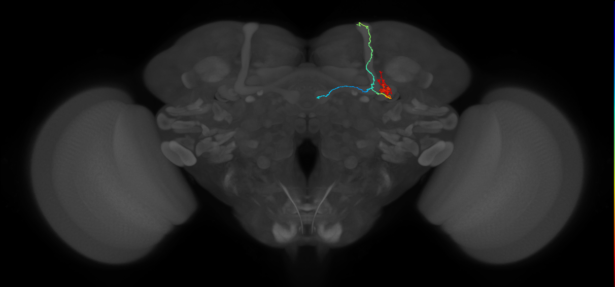KCab-m_R (FlyEM-HB:5813079174)