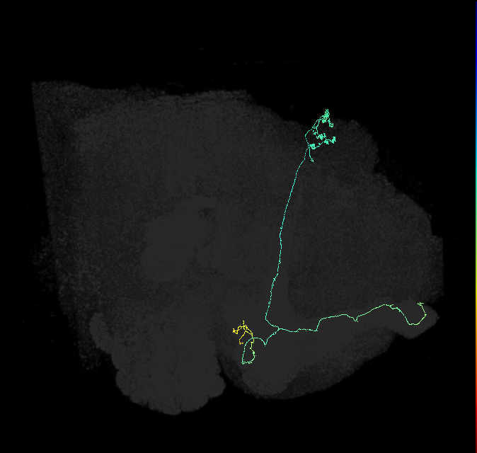 KCab-m_R (FlyEM-HB:878670047)