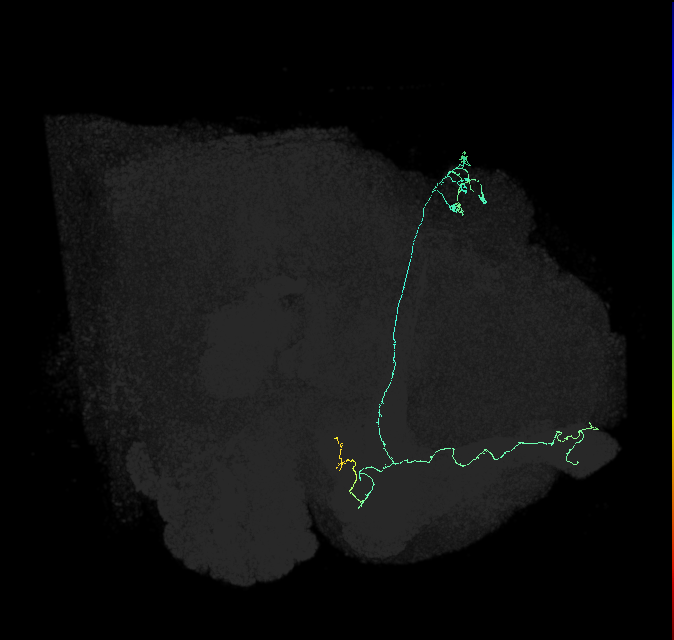KCab-m_R (FlyEM-HB:908353540)