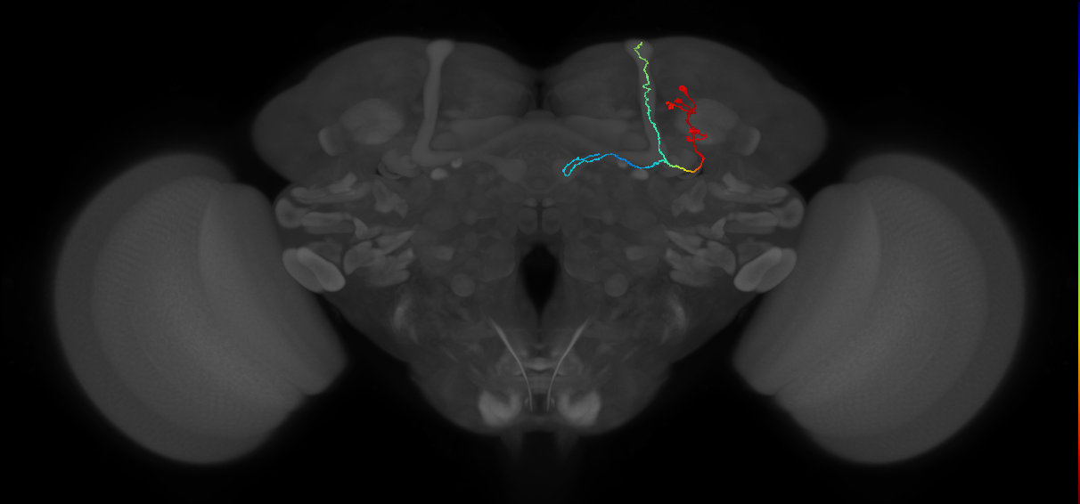 KCab-m_R (FlyEM-HB:5813021465)