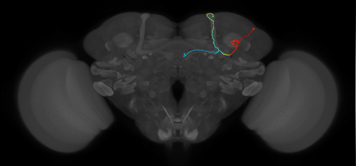 KCab-m_R (FlyEM-HB:570288900)