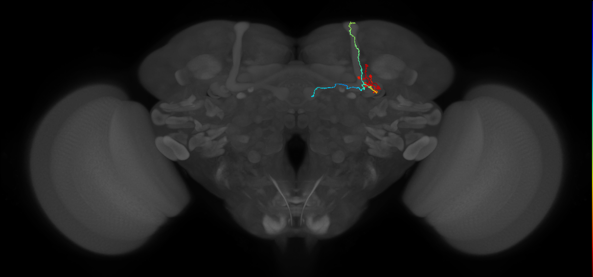 KCab-m_R (FlyEM-HB:5813080254)