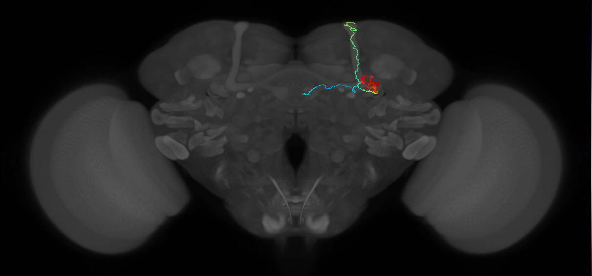 KCab-m_R (FlyEM-HB:1451695303)
