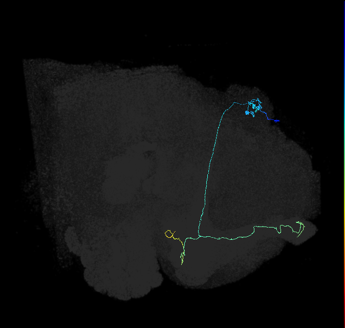 KCab-m_R (FlyEM-HB:5813106192)