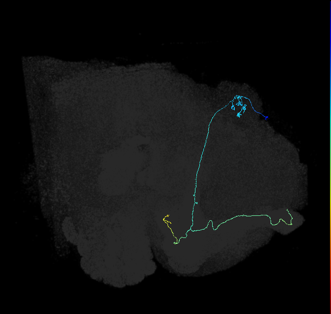 KCab-m_R (FlyEM-HB:5813114253)