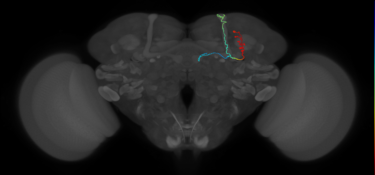 KCab-m_R (FlyEM-HB:580610916)