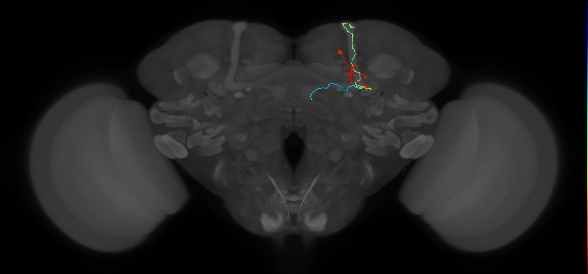 KCab-m_R (FlyEM-HB:798192091)