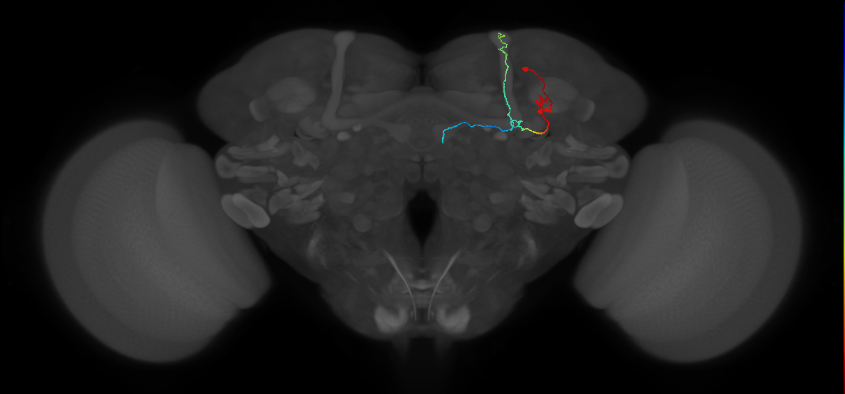 KCab-m_R (FlyEM-HB:507260559)