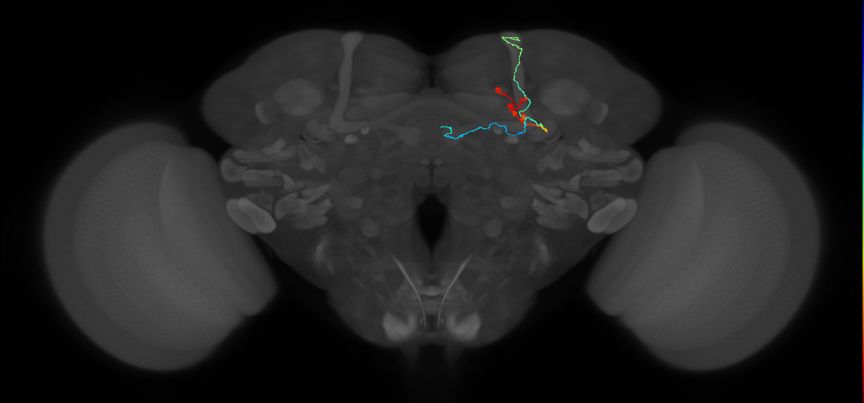 KCab-m_R (FlyEM-HB:736467526)