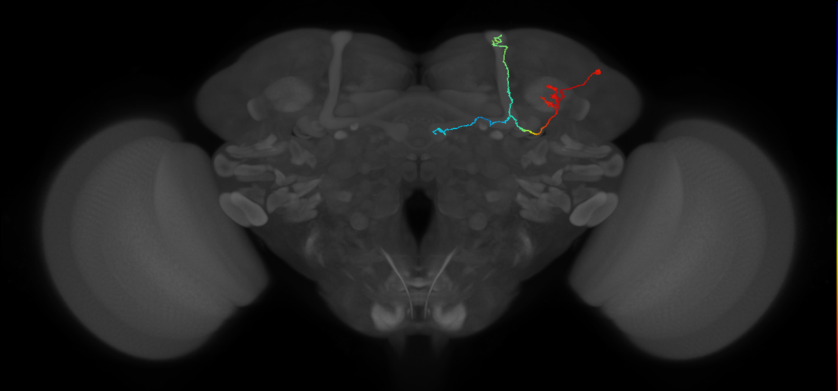 KCab-m_R (FlyEM-HB:538908474)