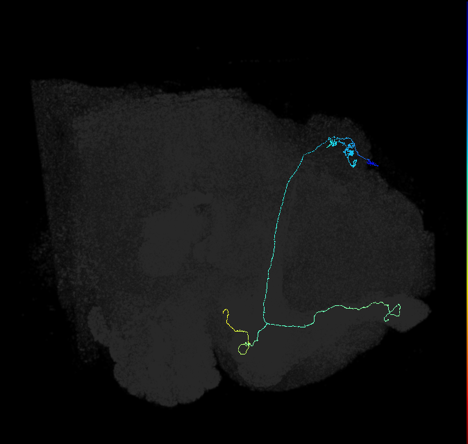 KCab-m_R (FlyEM-HB:5812980806)
