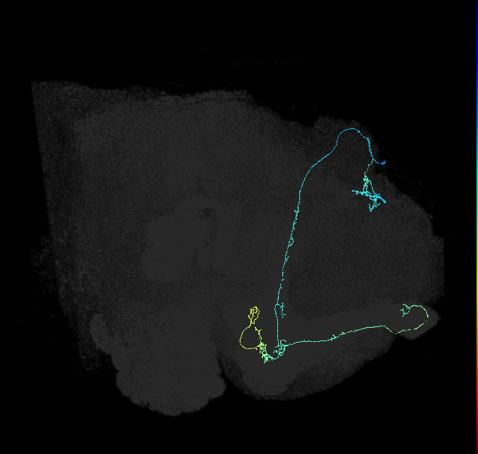 KCab-p_R (FlyEM-HB:5813021788)