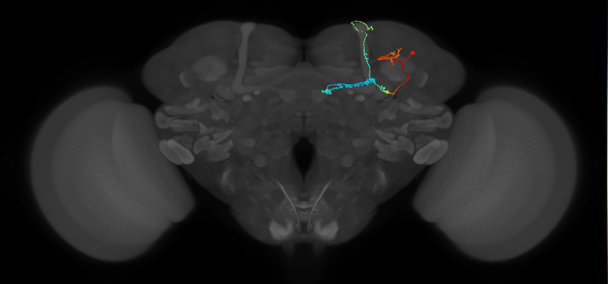 KCab-p_R (FlyEM-HB:5813021788)