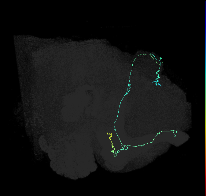 KCab-p_R (FlyEM-HB:940075056)