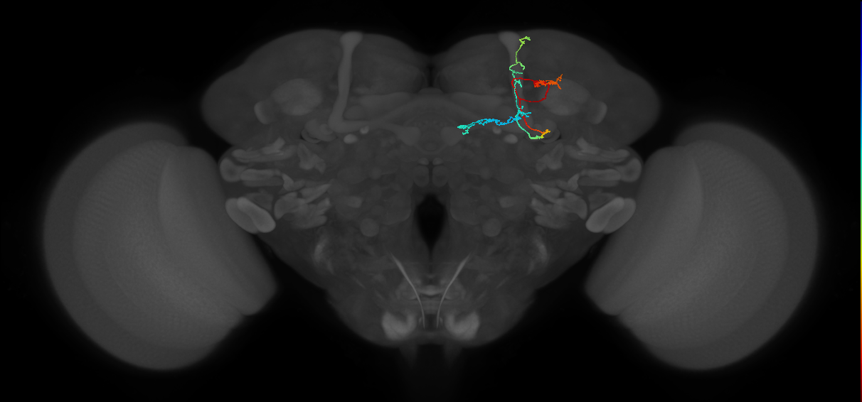 KCab-p_R (FlyEM-HB:940075056)