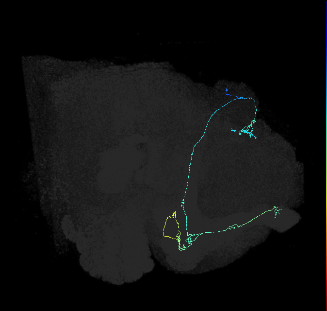 KCab-p_R (FlyEM-HB:861280857)