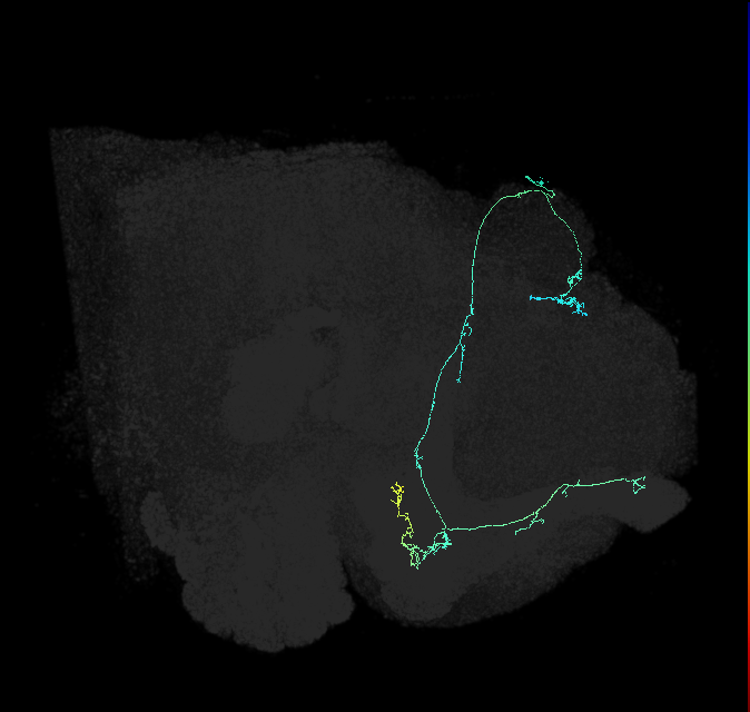 KCab-p_R (FlyEM-HB:1064891781)