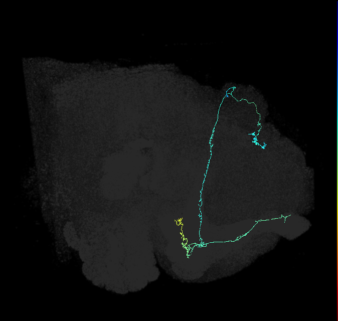 KCab-p_R (FlyEM-HB:611646050)