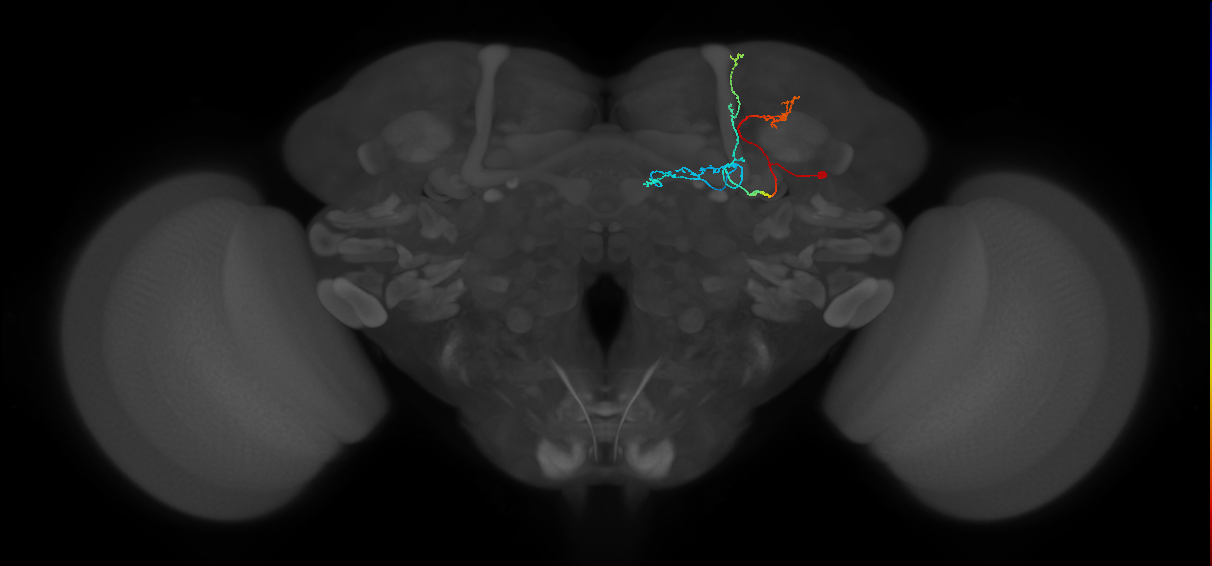 KCab-p_R (FlyEM-HB:1388585088)