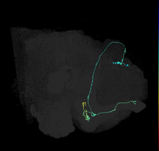 KCab-p_R (FlyEM-HB:704409534)