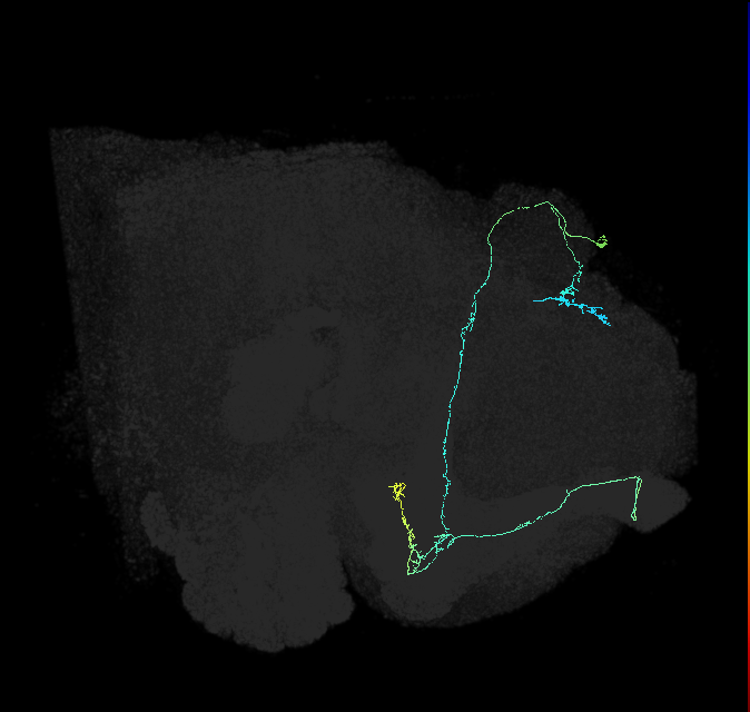 KCab-p_R (FlyEM-HB:704746449)