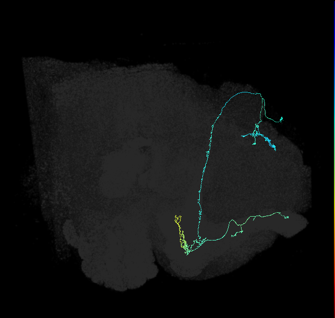 KCab-p_R (FlyEM-HB:5813010617)