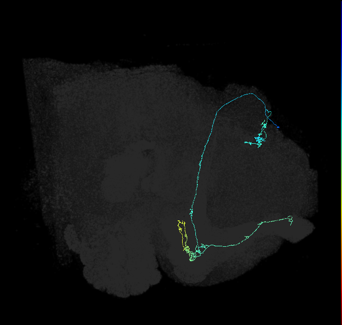 KCab-p_R (FlyEM-HB:642680969)