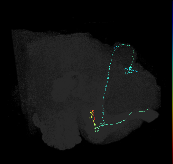 KCab-p_R (FlyEM-HB:767494105)
