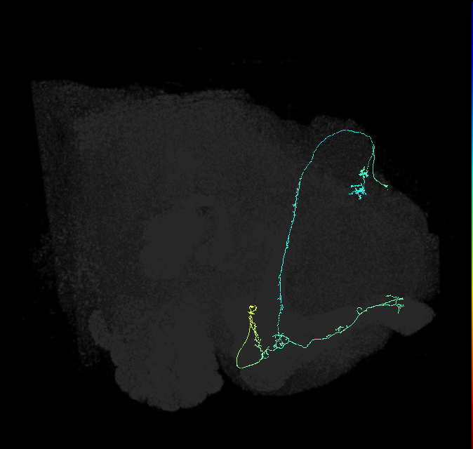 KCab-p_R (FlyEM-HB:5813114971)