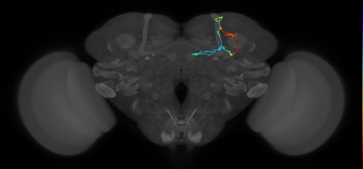 KCab-p_R (FlyEM-HB:5813114971)