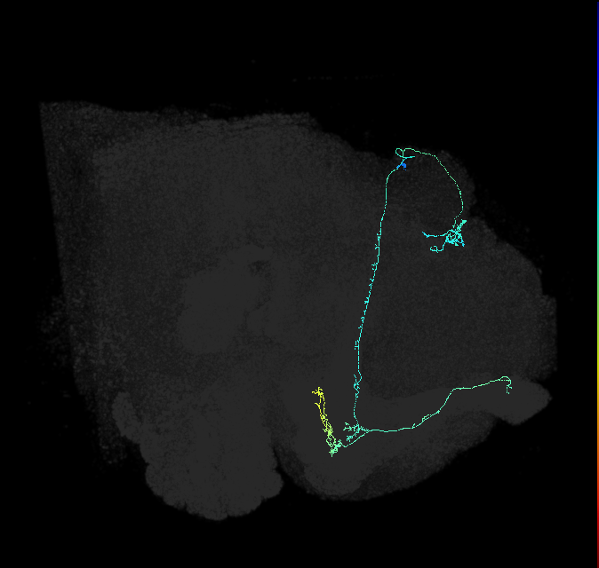 KCab-p_R (FlyEM-HB:5813092931)