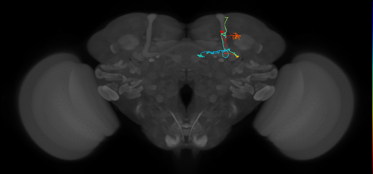 KCab-p_R (FlyEM-HB:1328505485)