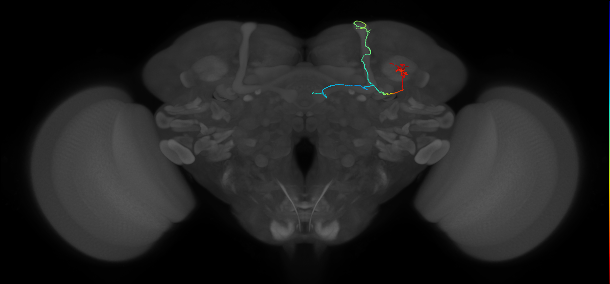 KCab-s_R (FlyEM-HB:5812980611)