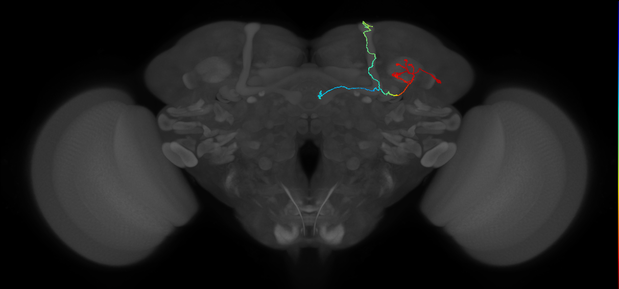 KCab-s_R (FlyEM-HB:1109568528)